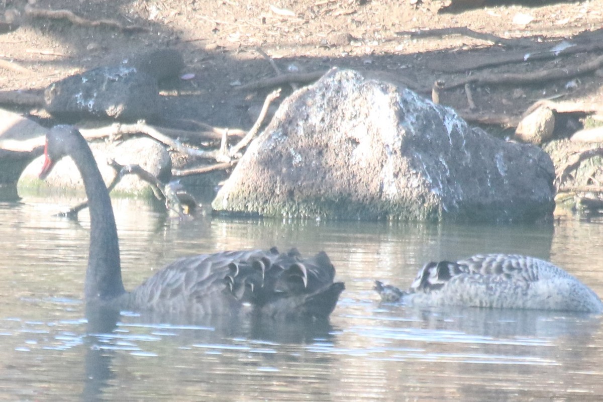 ברבור שחור - ML646506269