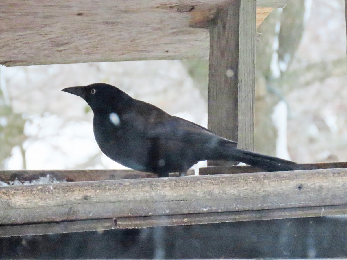 Common Grackle - ML646506270