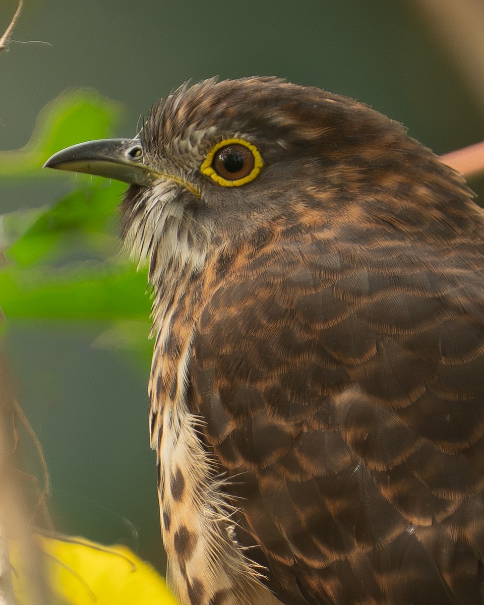 Large Hawk-Cuckoo - ML646506273