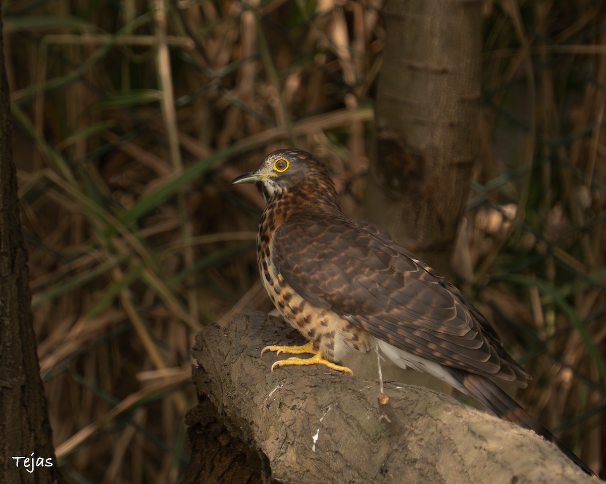 Large Hawk-Cuckoo - ML646506274
