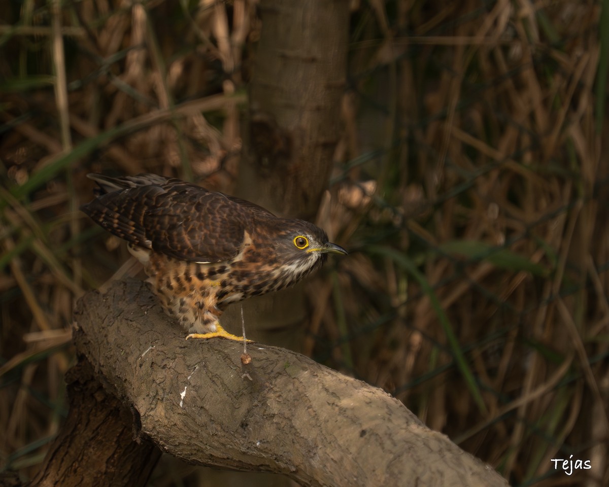 Large Hawk-Cuckoo - ML646506275