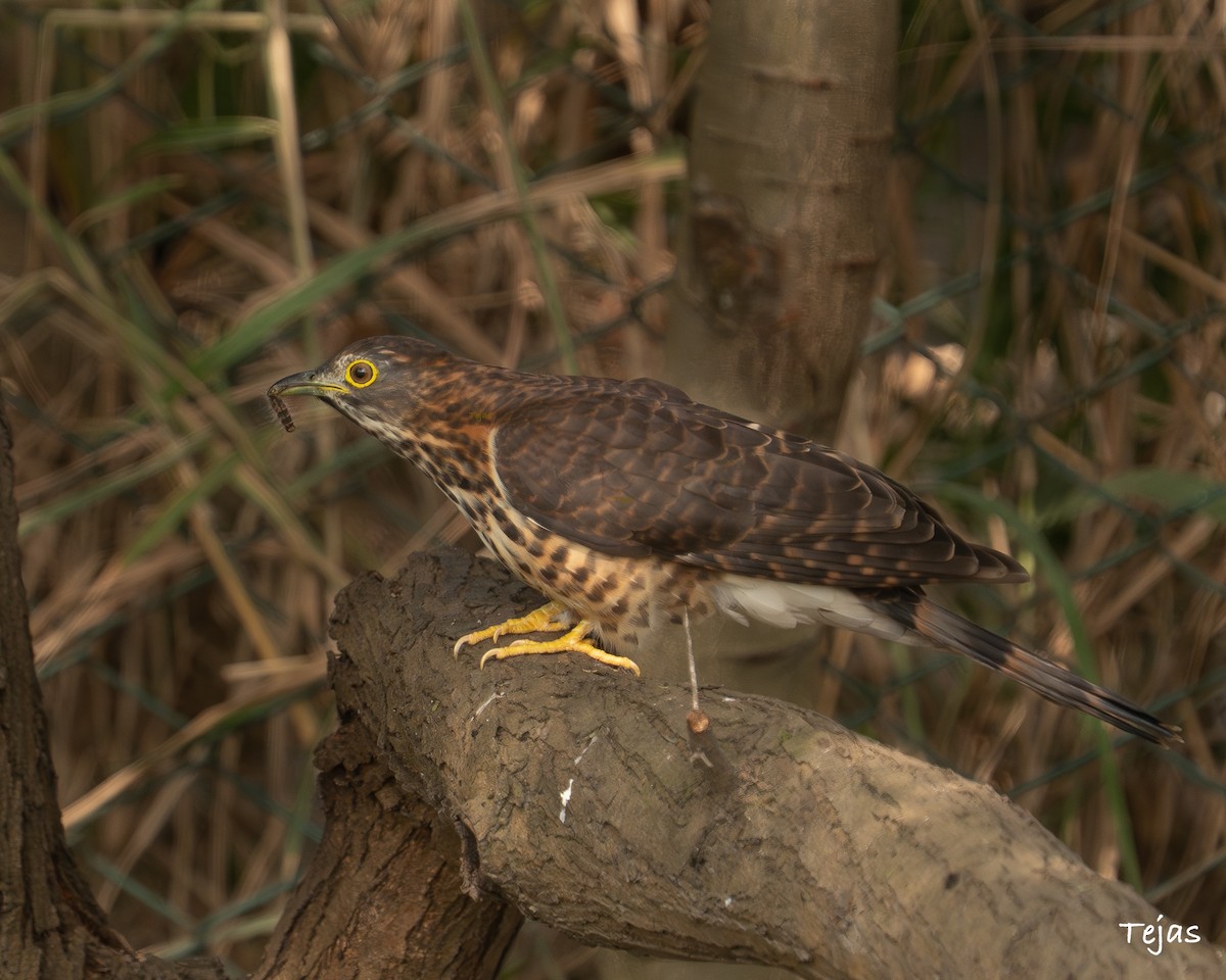 Large Hawk-Cuckoo - ML646506276