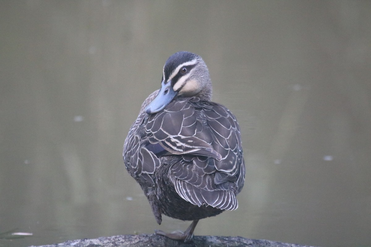 Pacific Black Duck - ML646506278
