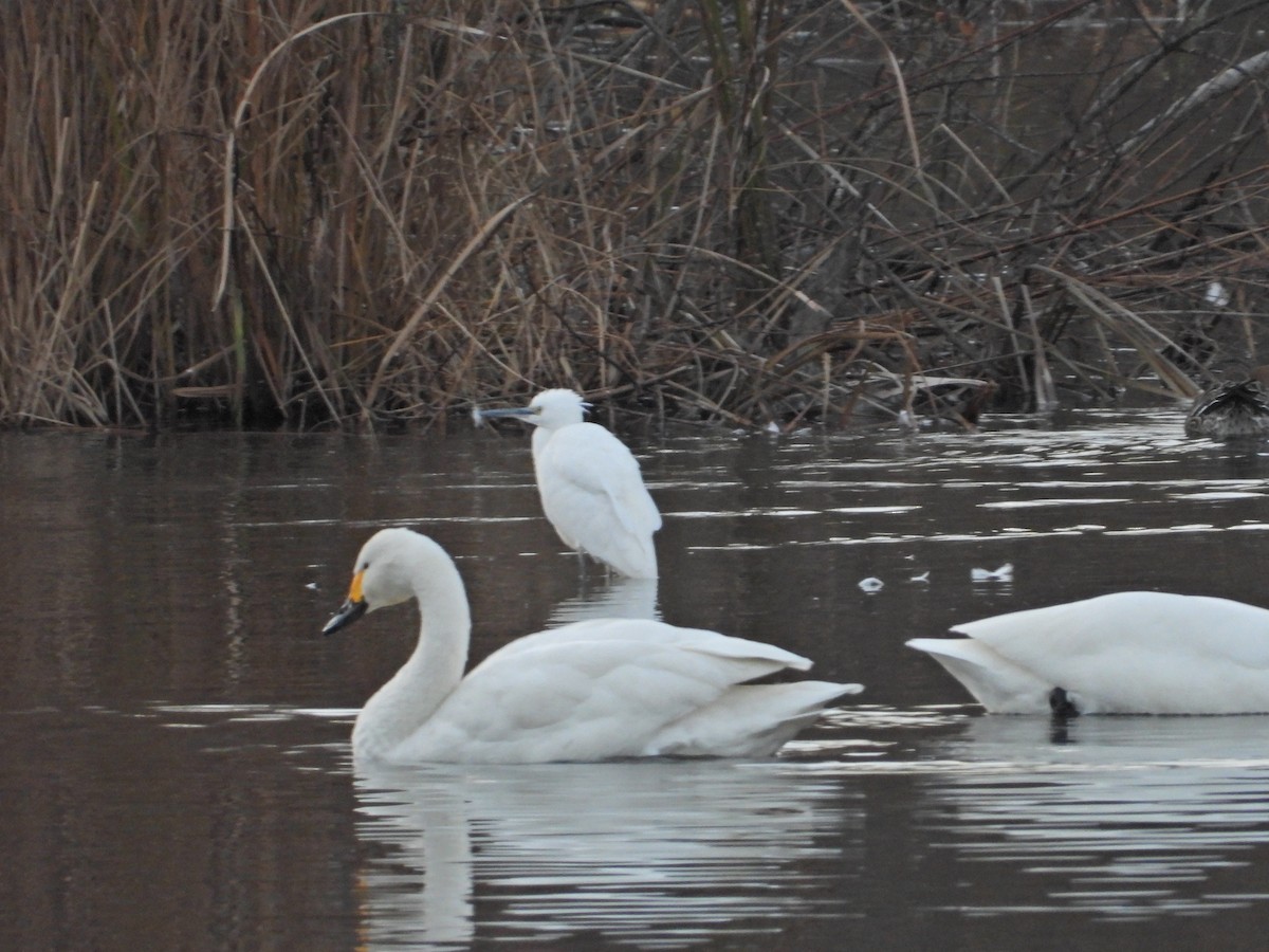 Хурган дэглий - ML646506279