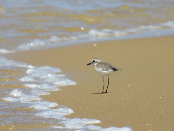 Pluvier du Tibet - ML646506284