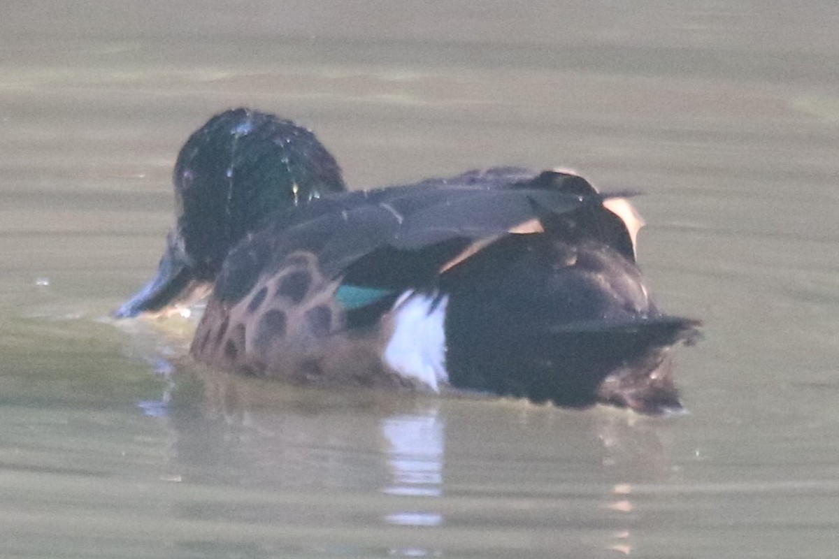 Chestnut Teal - ML646506286