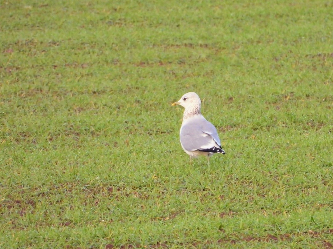 歐亞海鷗 - ML646506289