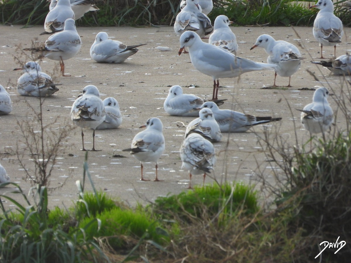 Mediterranean Gull - ML646506290