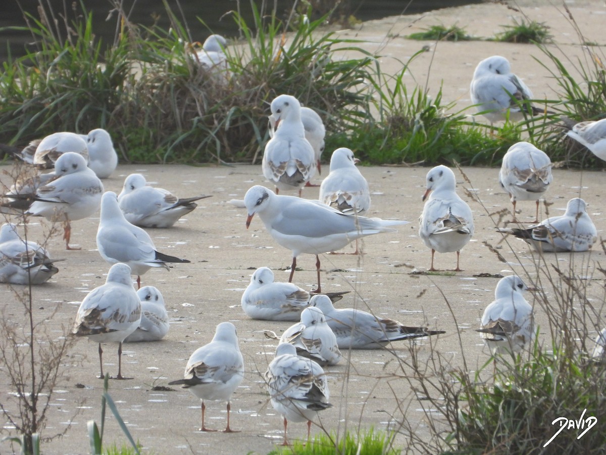 Mediterranean Gull - ML646506291