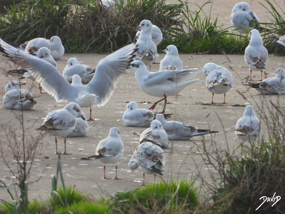 Mediterranean Gull - ML646506292