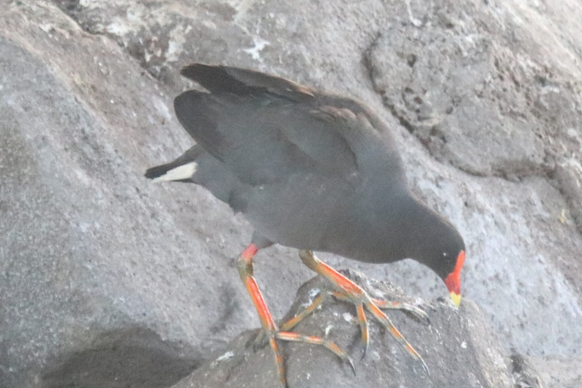 Dusky Moorhen - ML646506294