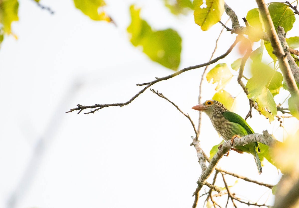 Lineated Barbet - ML646506300