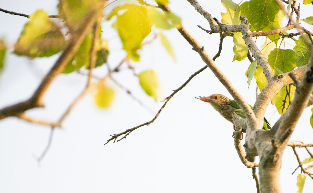 Lineated Barbet - ML646506301