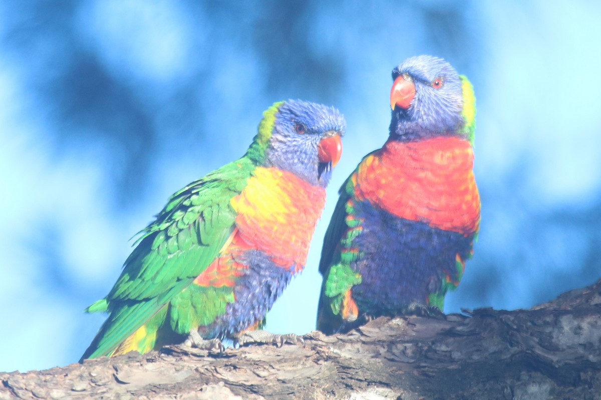 Rainbow Lorikeet - ML646506302