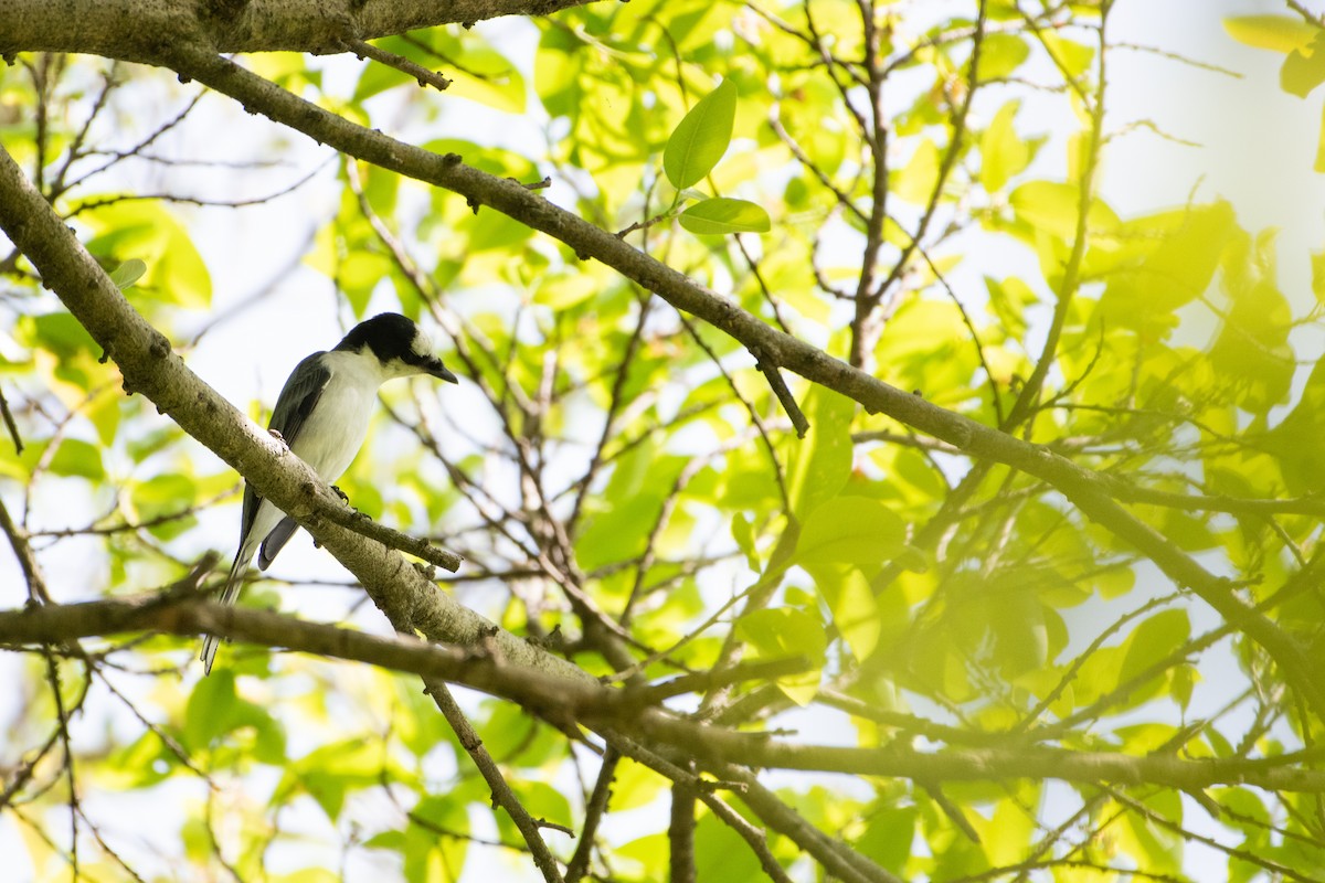 Ashy Minivet - ML646506303