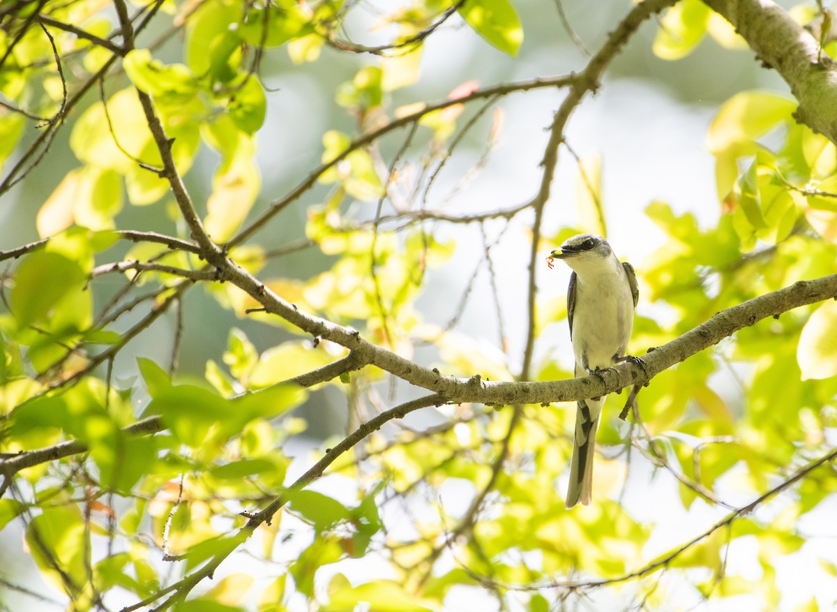 Ashy Minivet - ML646506304