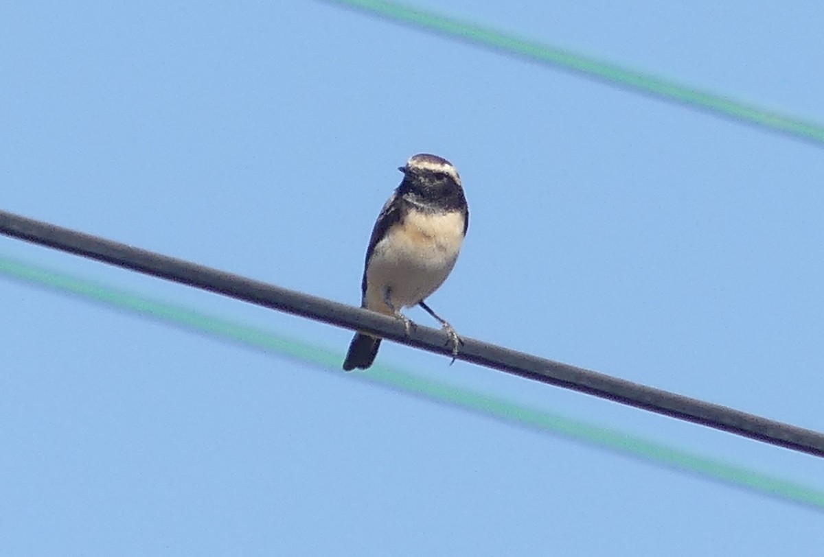 Cyprus Wheatear - ML646506305