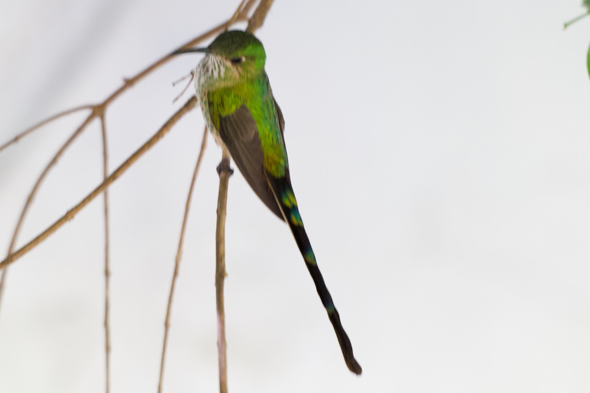 Black-tailed Trainbearer - ML646506308
