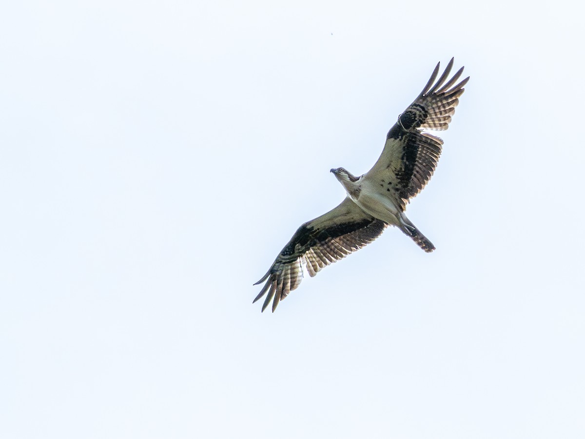 Osprey - ML646506309