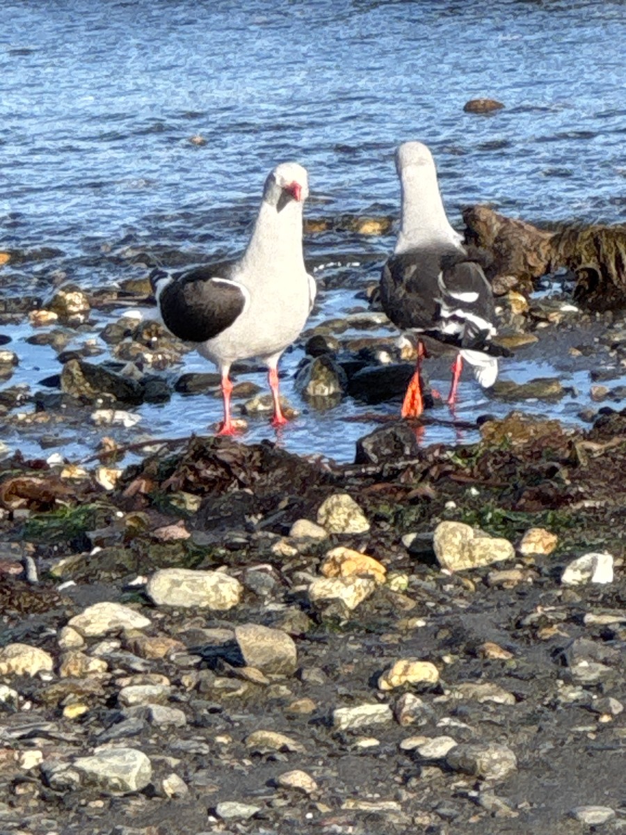 Izurde-antxeta - ML646506313