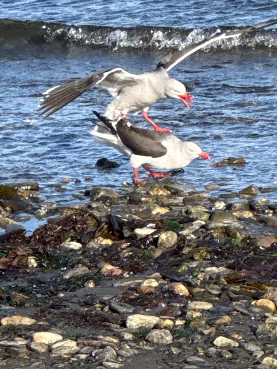 Izurde-antxeta - ML646506314