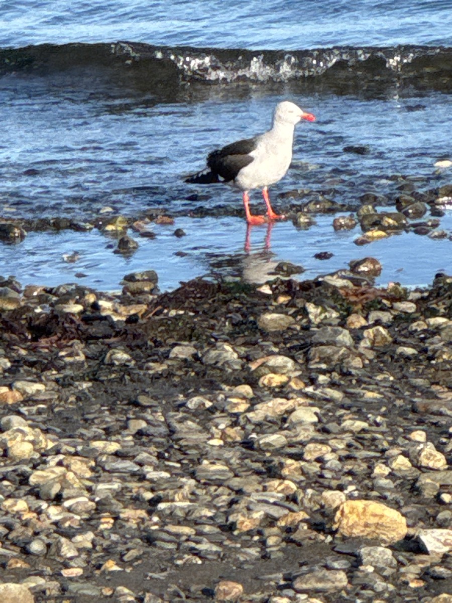 Izurde-antxeta - ML646506315