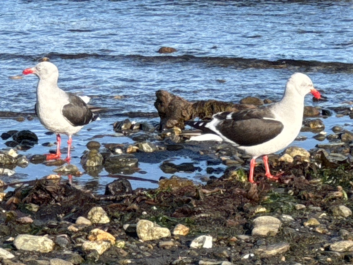 Izurde-antxeta - ML646506316