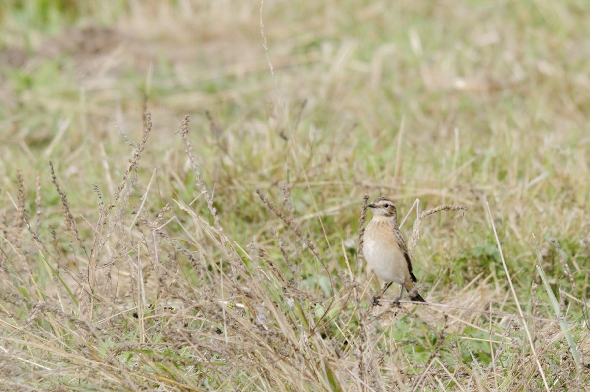 Tarabilla Norteña - ML646506320