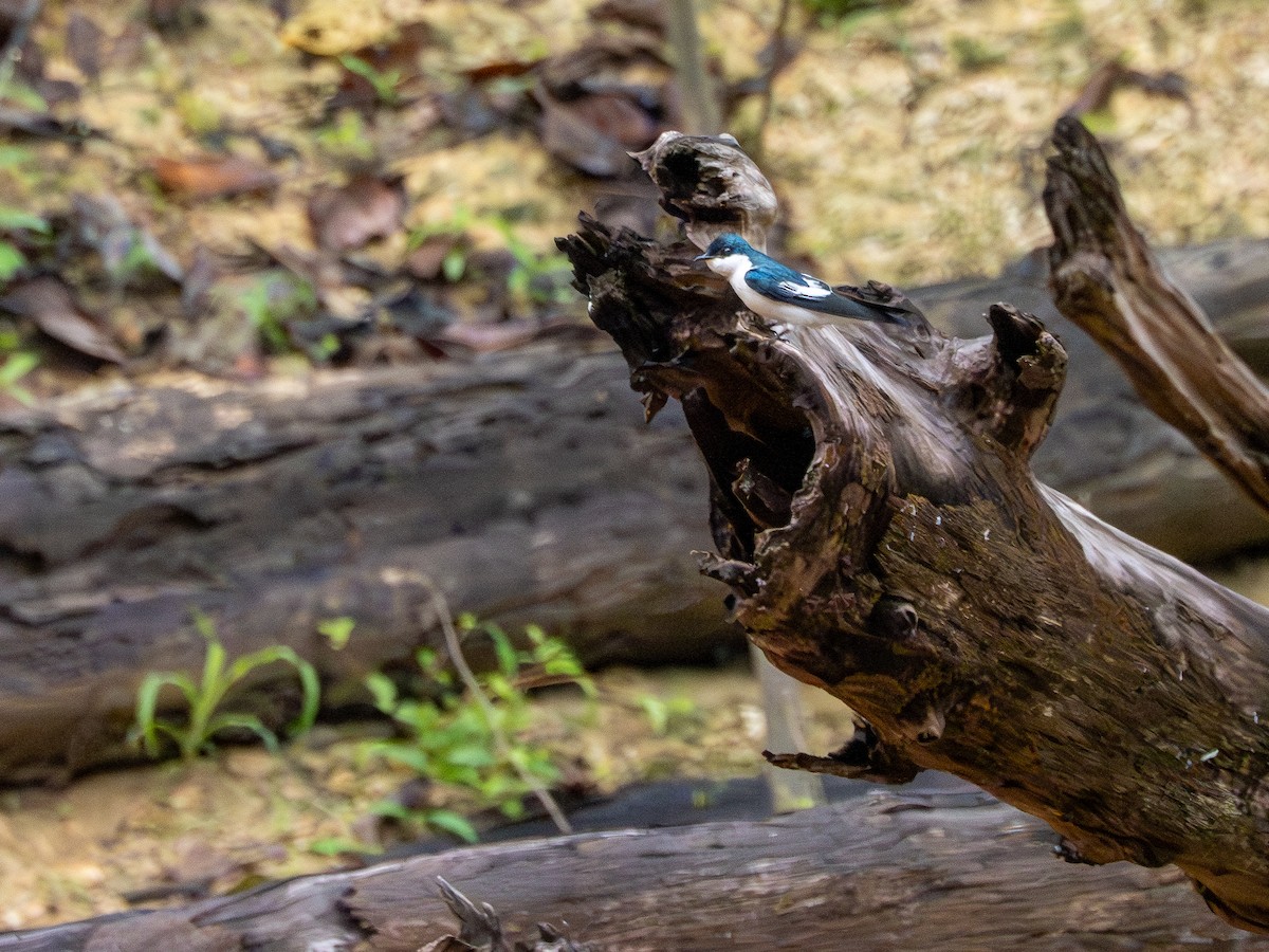 White-winged Swallow - ML646506322