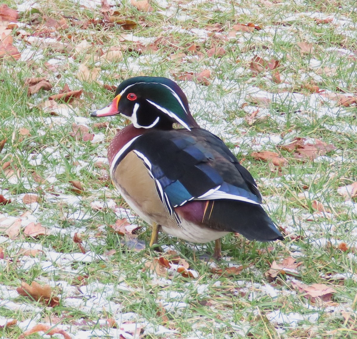 Wood Duck - ML646506323