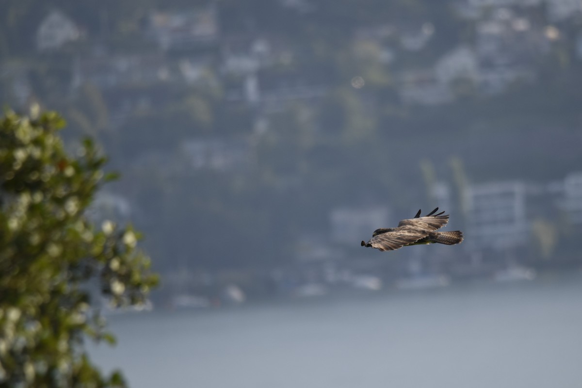 Buse variable - ML646506325