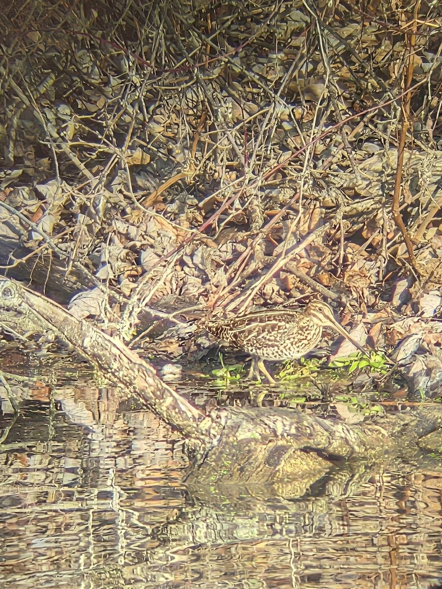 Wilson's Snipe - ML646506327