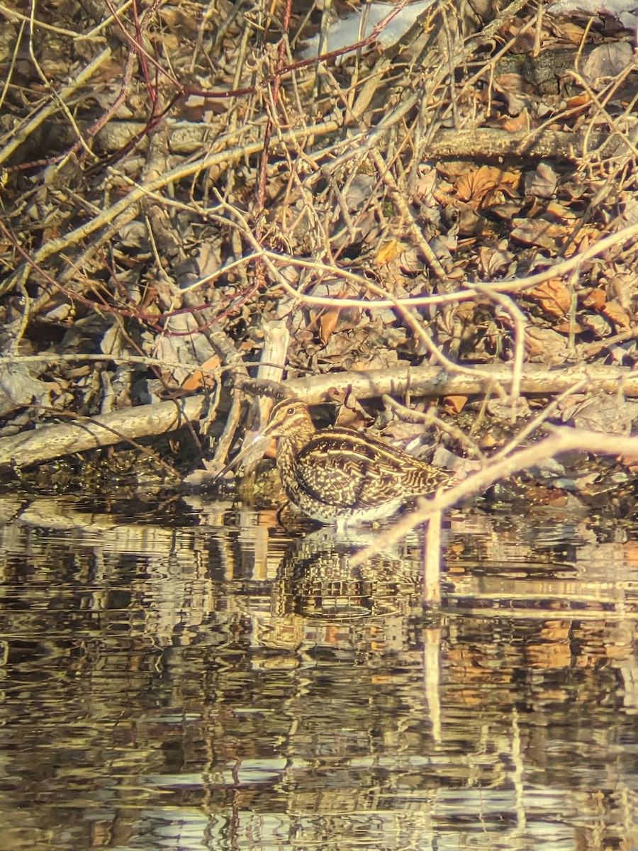 Wilson's Snipe - ML646506329