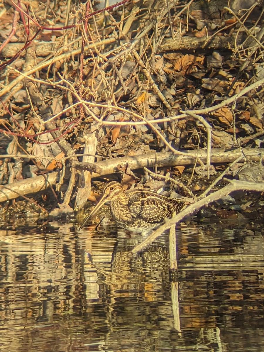 Wilson's Snipe - ML646506330