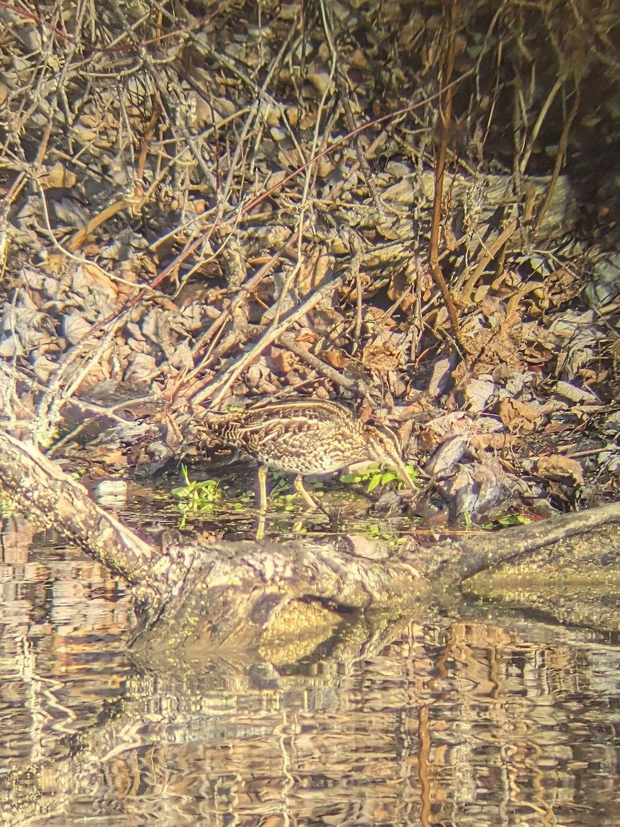 Wilson's Snipe - ML646506331