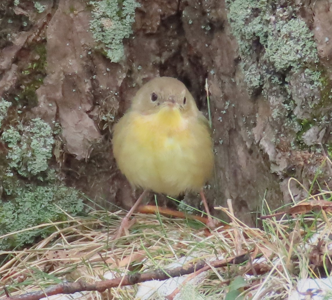 Common Yellowthroat - ML646506337