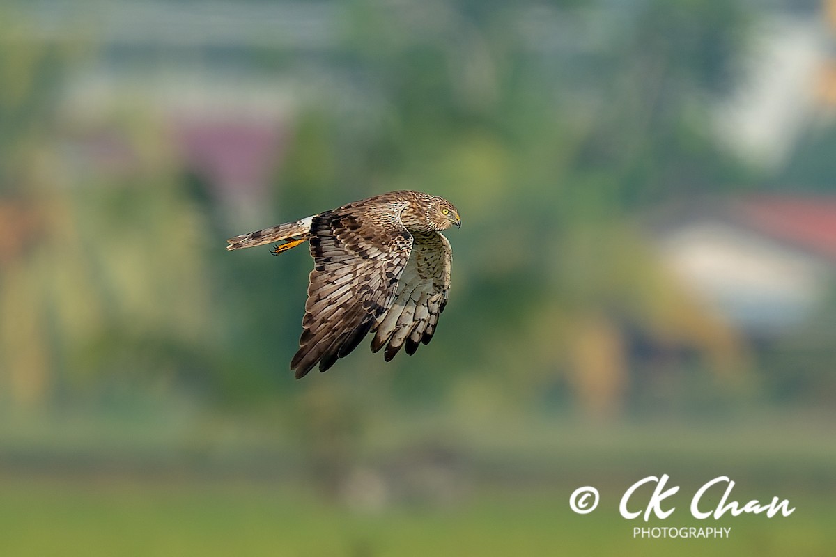 moták černobílý - ML646506340