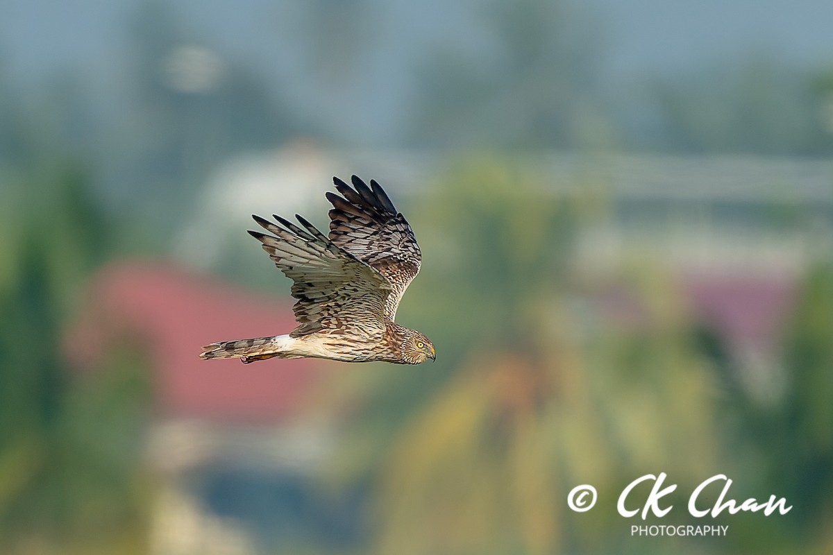 moták černobílý - ML646506341