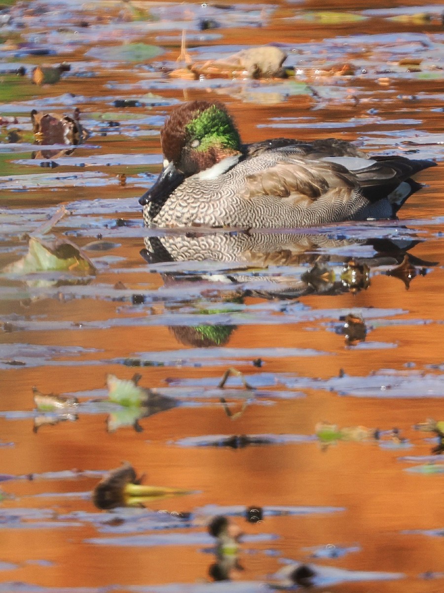Falcated Duck - ML646506342