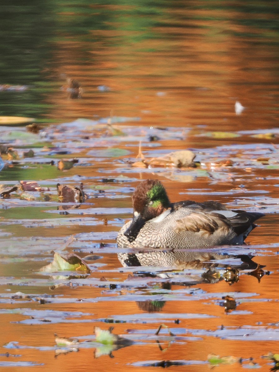 Falcated Duck - ML646506343