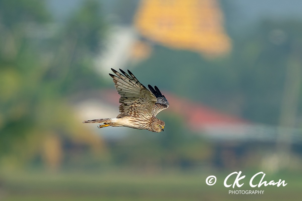 moták černobílý - ML646506352