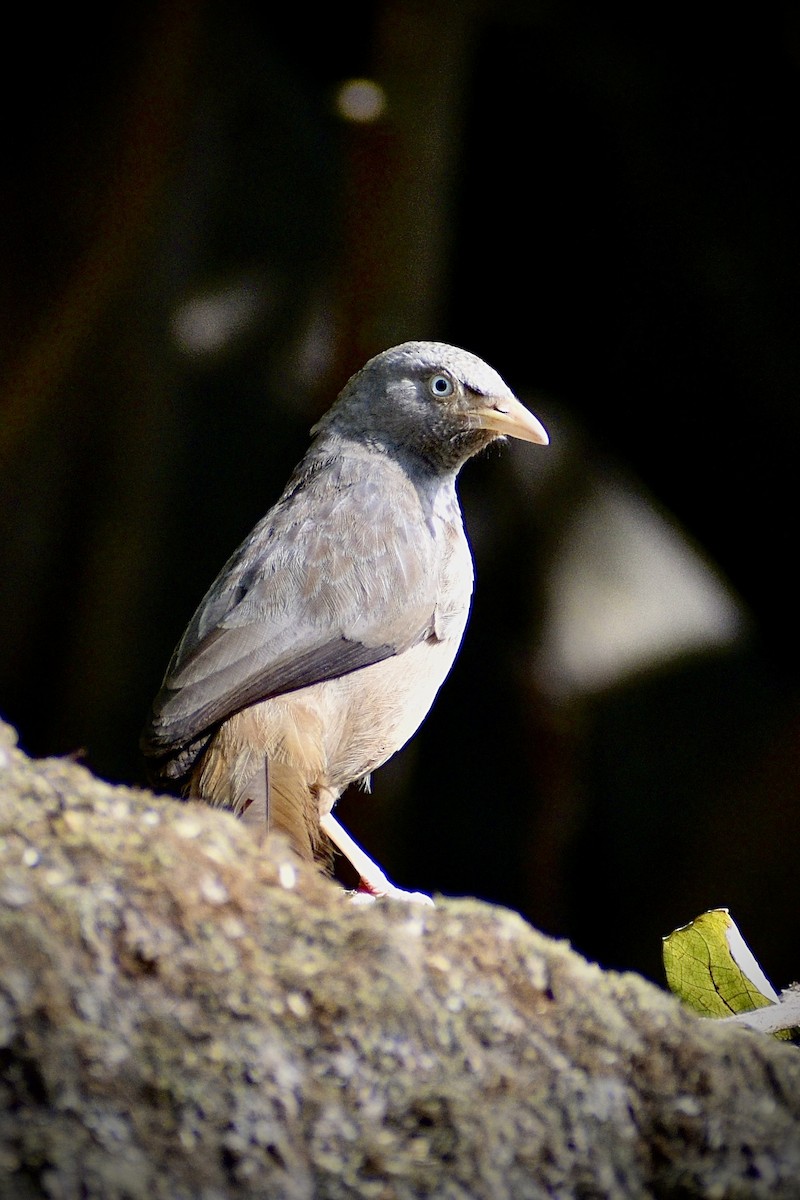 Jungle Babbler - ML646506353