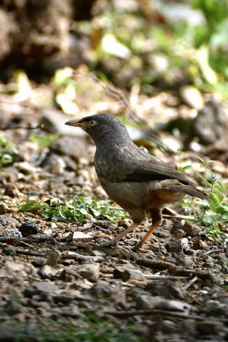 Jungle Babbler - ML646506354