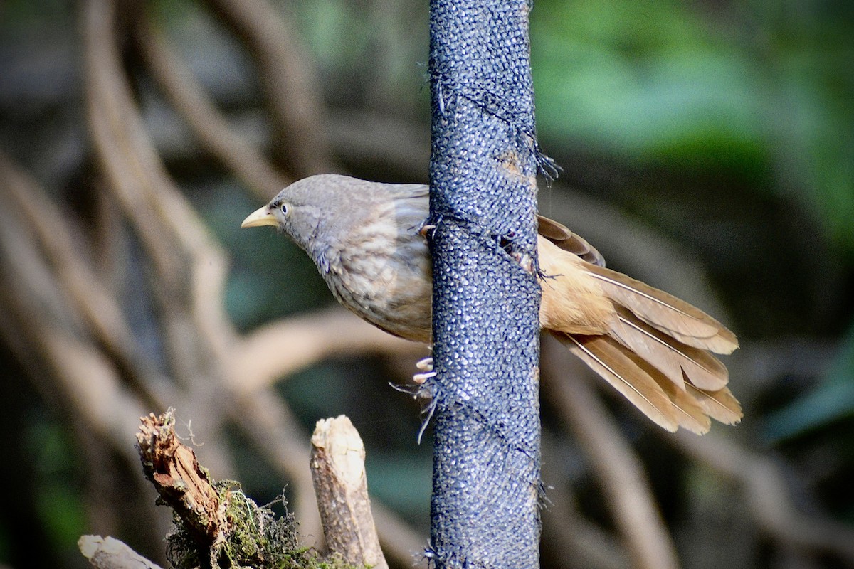 Jungle Babbler - ML646506355
