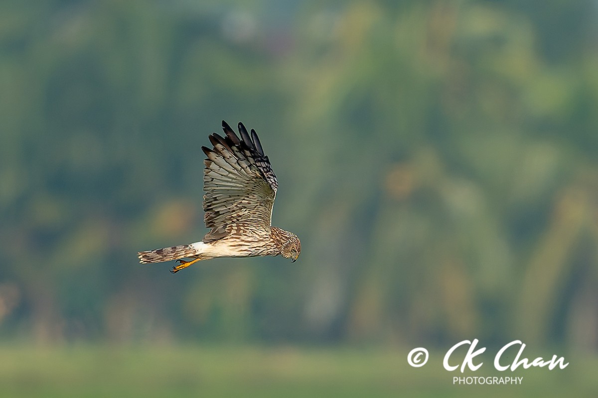 moták černobílý - ML646506356