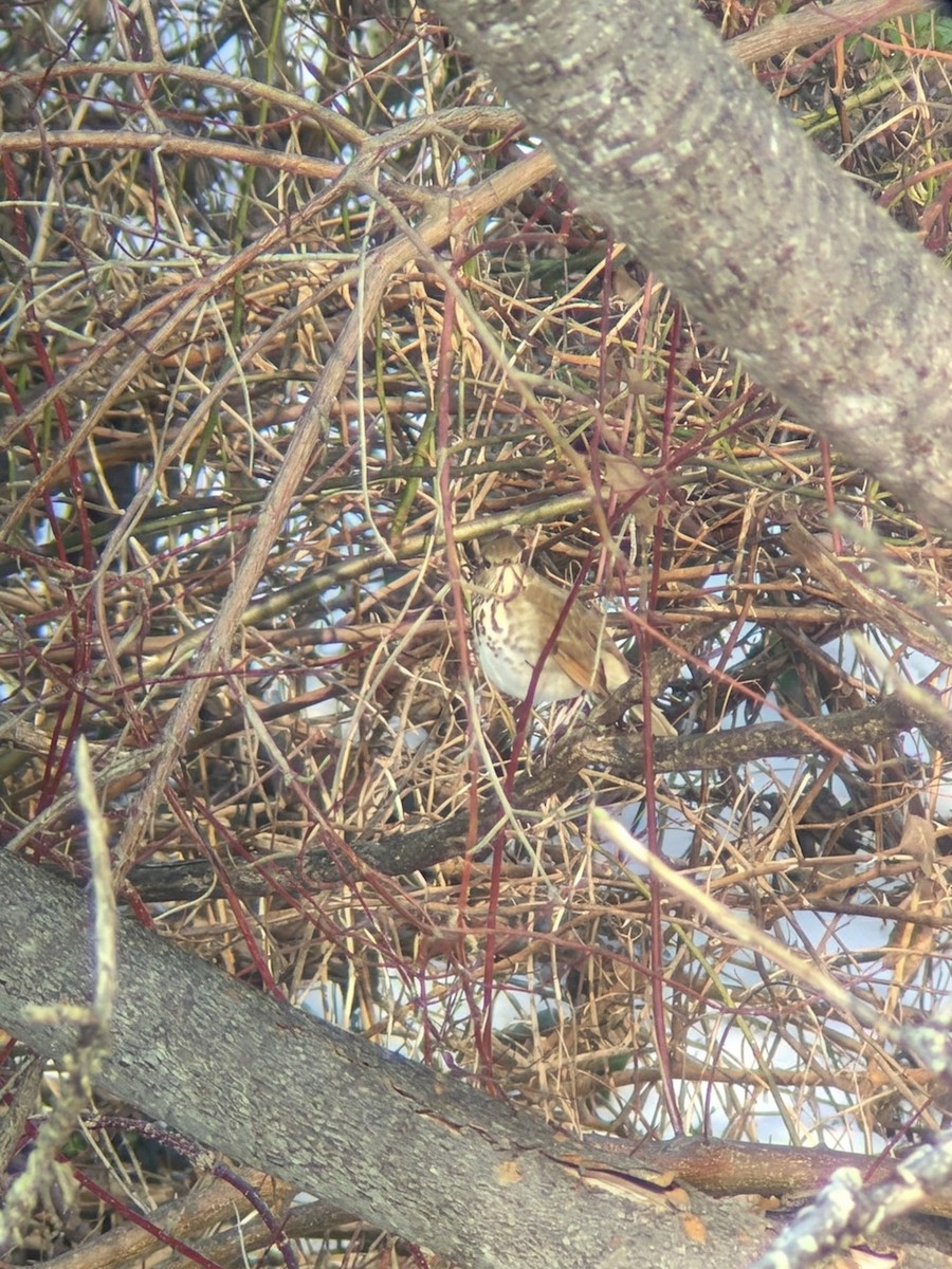 Tordo di Pallas (faxoni/crymophilus) - ML646506357