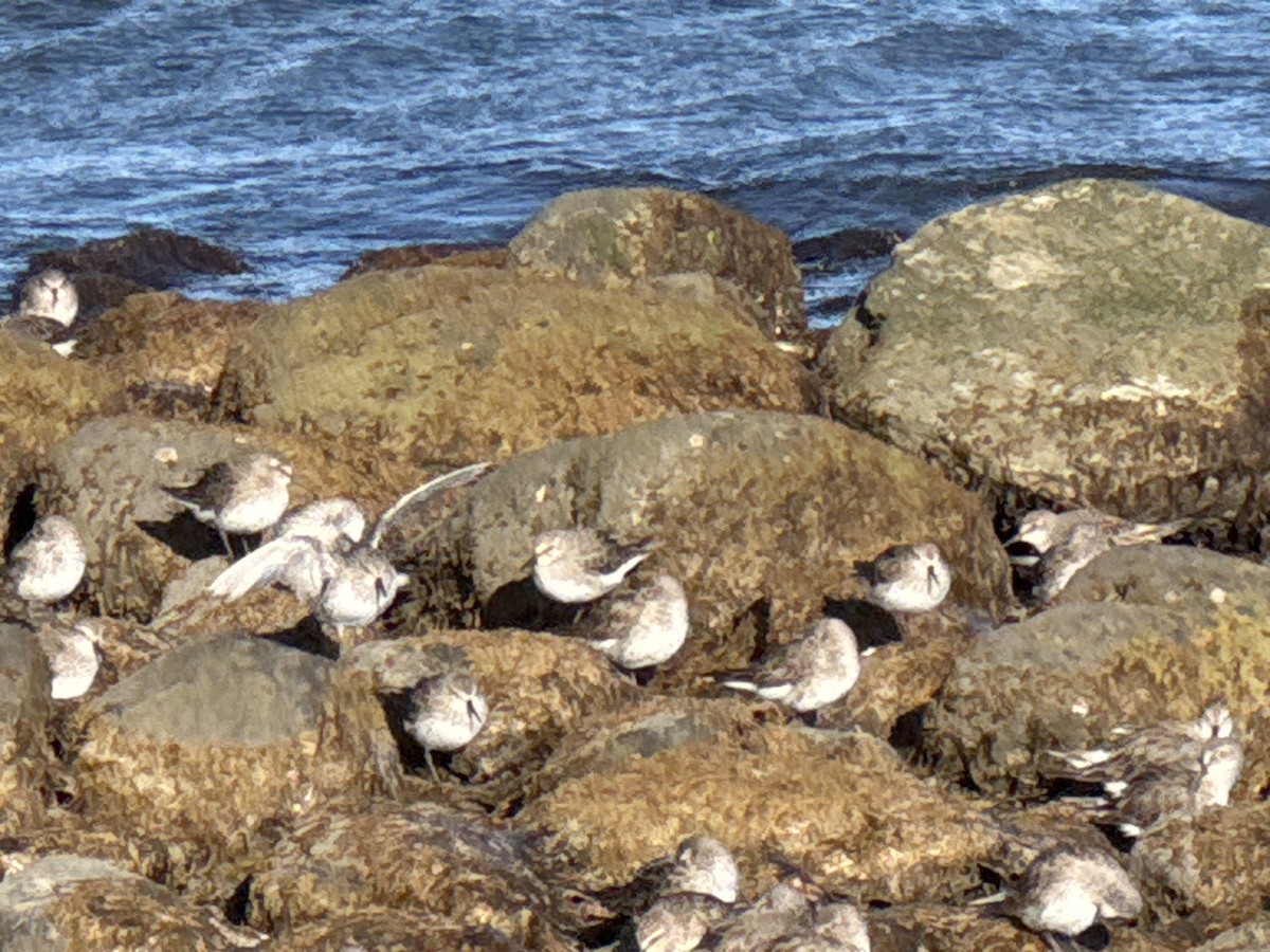 Bonaparte txirria - ML646506359