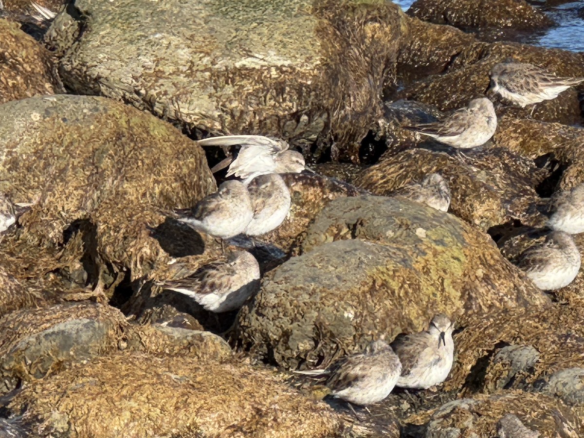 Bonaparte txirria - ML646506360