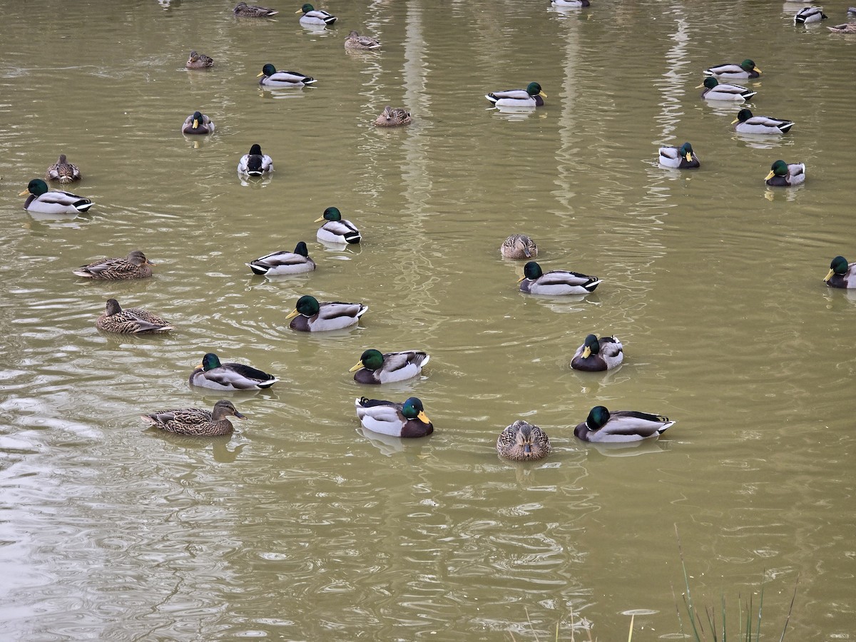 Canard colvert - ML646506361