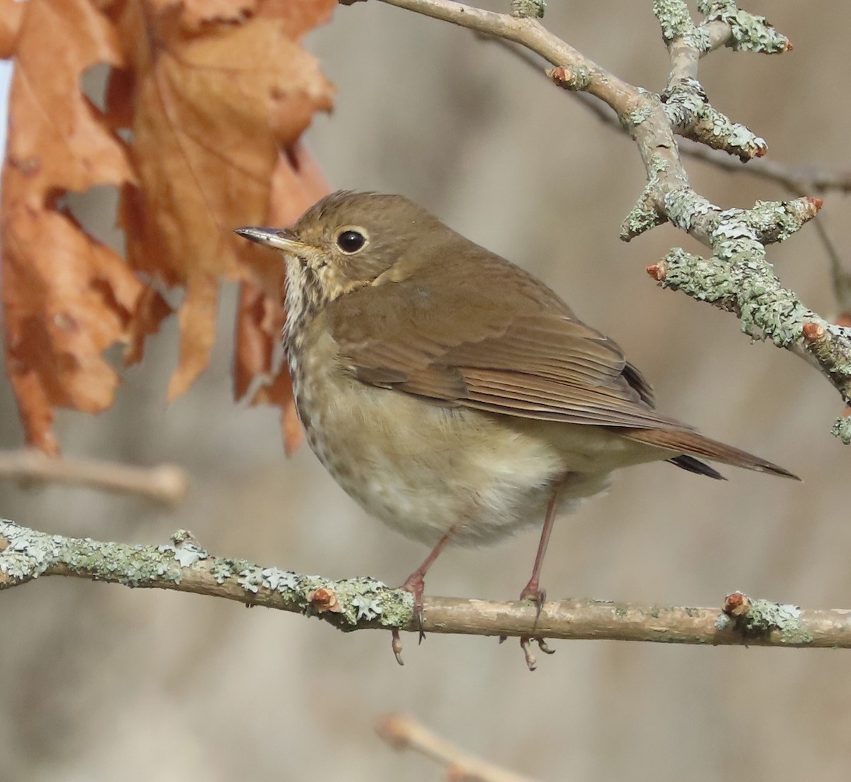 Hermit Thrush - ML646506363